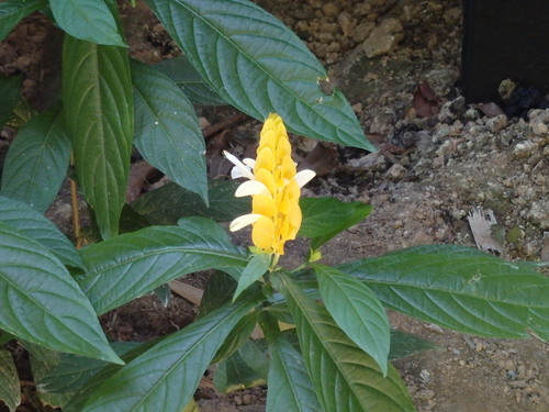 Corto Maltes, Amazonia.